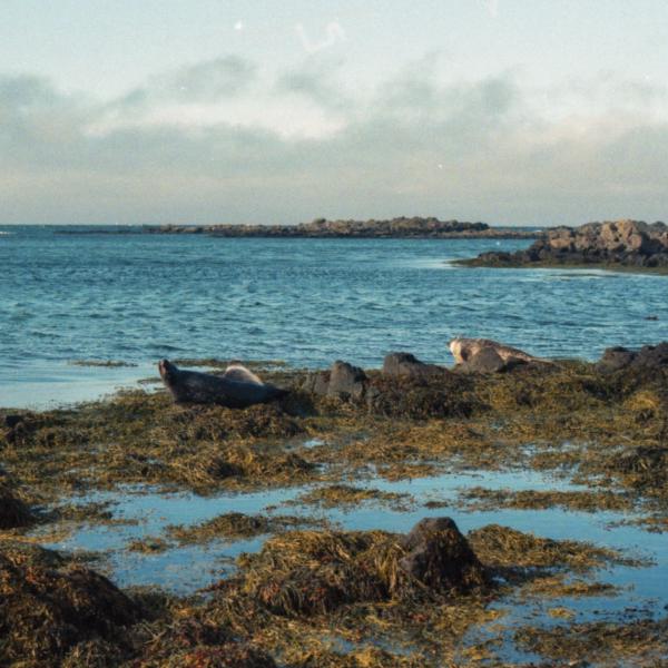 Analogue photograph by Mateusz Siudmak