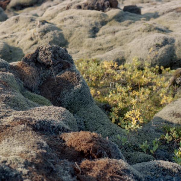 Analogue photograph by Mateusz Siudmak